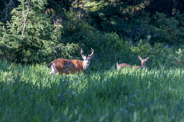 istock black-tailed deers in a grass land 1434054280