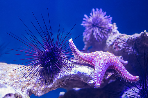 A sea urchin with long needles. Diadema Setosum. They are distributed everywhere in coral reefs of tropical waters. Starfish in the background.