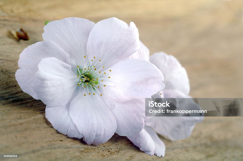 Cherry blossom - Lizenzfrei April Stock-Foto