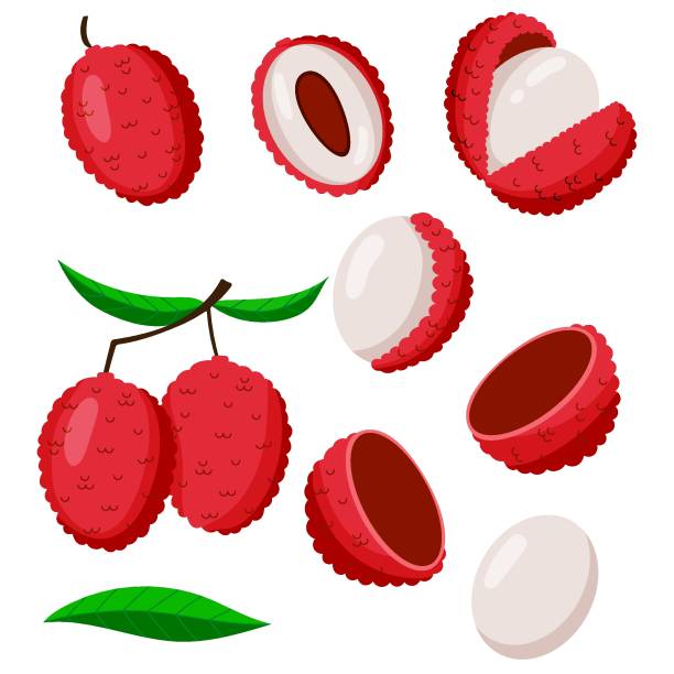 ilustraciones, imágenes clip art, dibujos animados e iconos de stock de vector fruto de lichi. recolección de frutas tropicales. - lichi