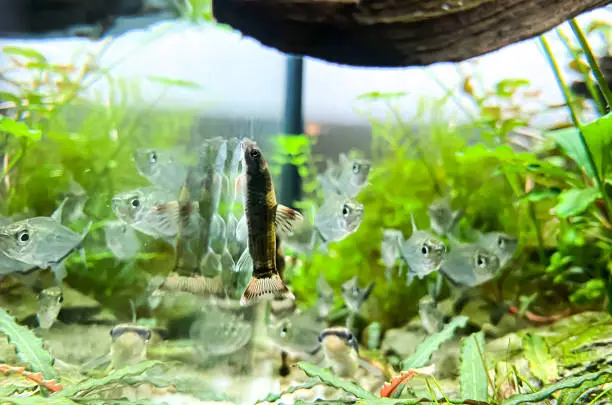 Photo of Panda Garra (Garra flavatra) and flock of Costae Tetra (Moenkhausia costaea) - in aquarium with stones and Anubias plants