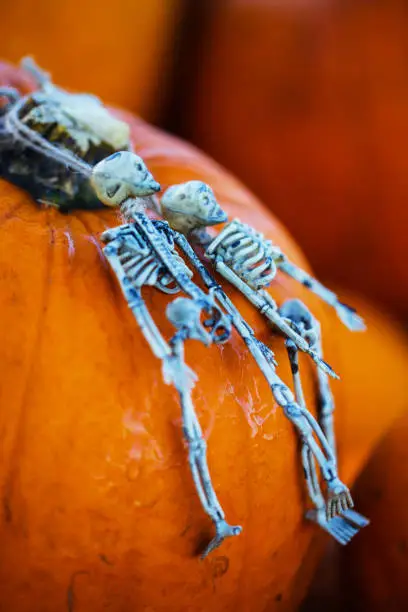 Photo of Skeleton Lying On Pumpkin Halloween Postcard Funny Party Invitation