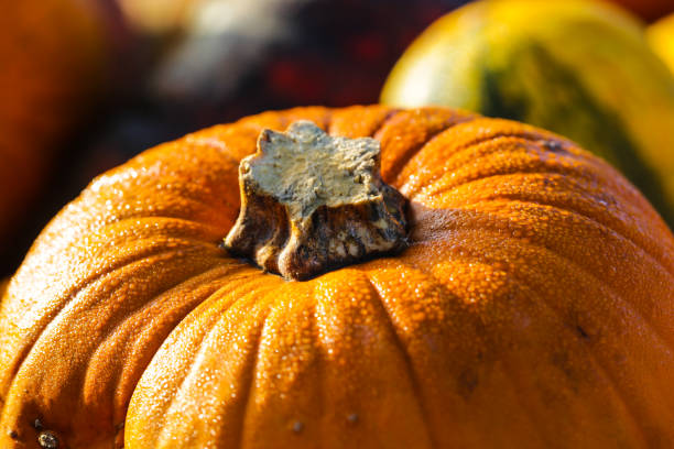 istock Pumpkin in the sun, with drops of dew 1434064676