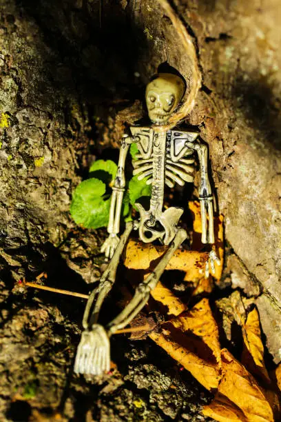 Photo of Skeleton Lying on a tree, halloween , party