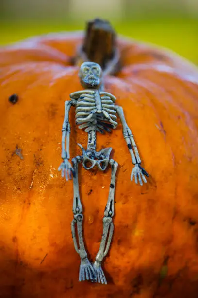 Photo of Skeleton Lying On Pumpkin Halloween Postcard Funny Party Invitation