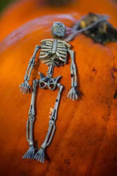 Photo of Skeleton Lying On Pumpkin Halloween Postcard Funny Party Invitation