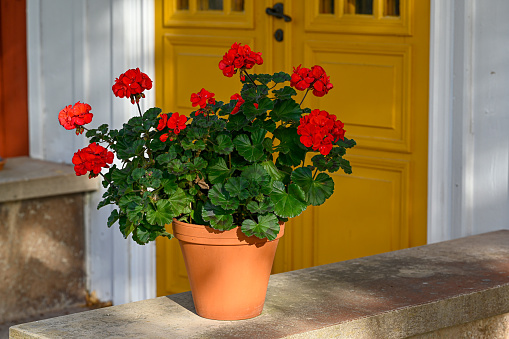 Stock photo of front garden with terracotta window box of flowering pink geraniums / pelargoniums flowers leaves and blue lobelia trailing hanging basket plants growing on windowsill painted sash window frame in front garden, bushy geranium annual summer bedding