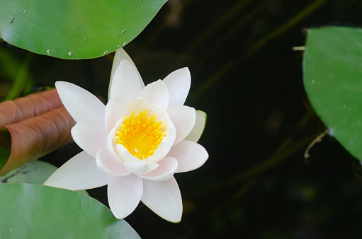 The beauty of natural blooming lotus flowers in soft focus.