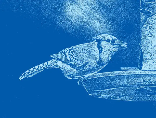 Vector illustration of Blue Jay at bird feeder