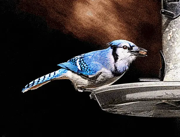 Vector illustration of Blue Jay at bird feeder
