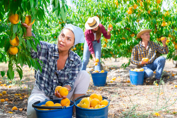 istock Asian woman gardener picking peaches from tree at orchard 1434067180