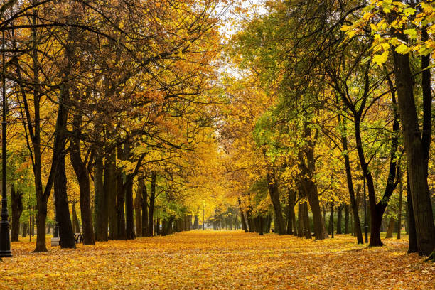 istock Alley in the autumn park 1434068440