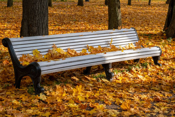 istock Yellow fallen maple leaves on a white bench in a public park. 1434068576