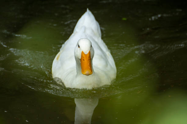 istock White duck swimming in the lake 1434070538