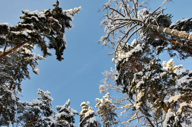 A snow-covered tree against the sky. Winter landscape.