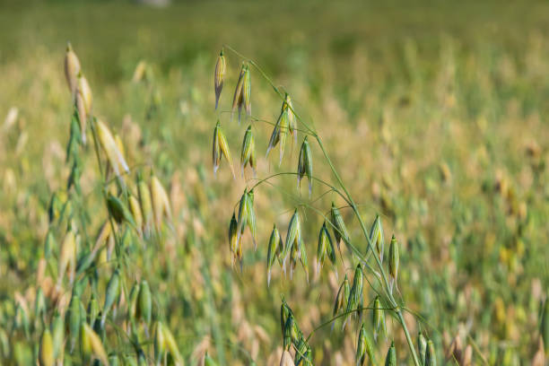 istock Avena sativa, Common oat, cereal grain grown for human consumption as oatmeal and rolled oat 1434072390