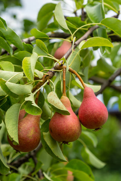 istock Pear tree. Pear green garden with fruit. Natural environment, outdoors 1434072422