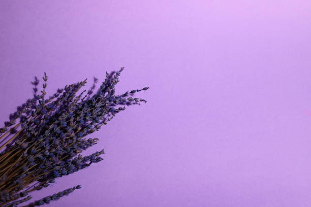 istock Lavender flowers background, floral backdrop 1434072458