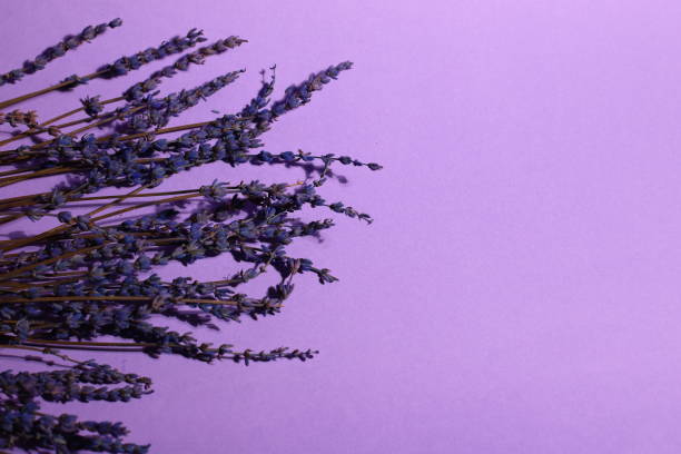 istock Lavender flowers background, floral backdrop 1434072462