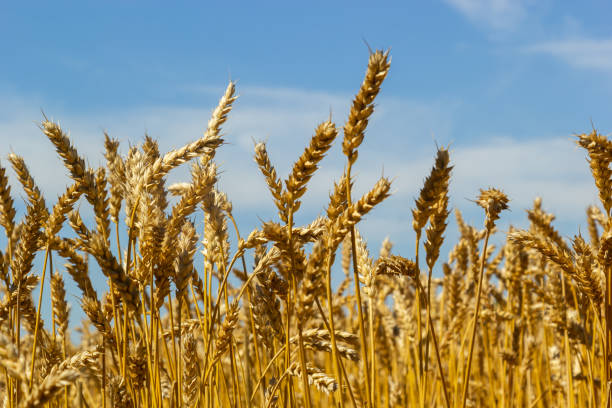 istock Fields of wheat at the end of summer fully ripe 1434072741