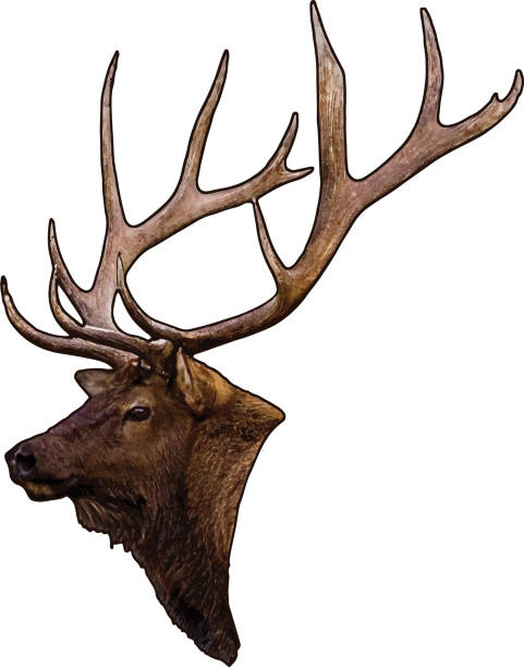 Elk Head Vector vector art illustration