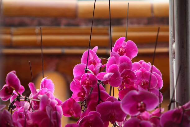 mottenorchidee - pantoffelblumengewächse stock-fotos und bilder
