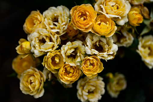 Yellow roses flower macro abstract background