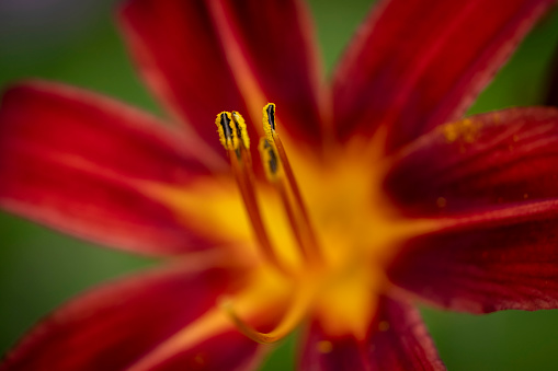 Day Lily flower macro abstract background