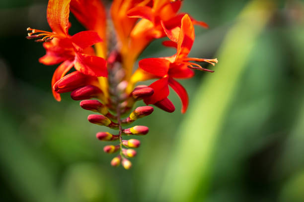 Crocosmia flower macro abstract background