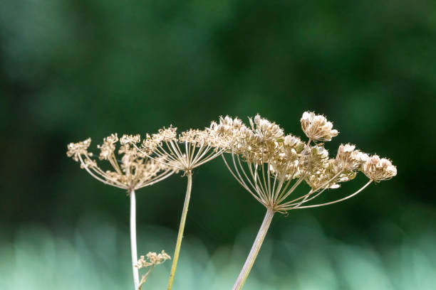 dried flower autumn hogweed plants, natural background. High quality photo