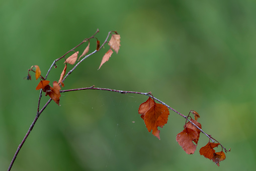 Autumnal twig with falling leaves.