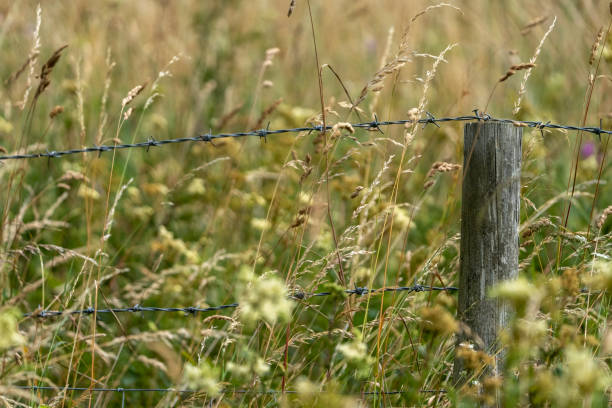 Fence in a wildflower meadow.