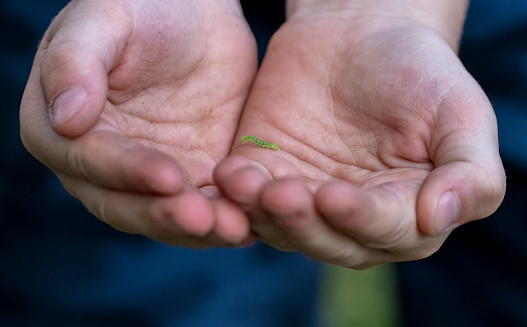 A small green caterpillar in a small boys grubby hands.