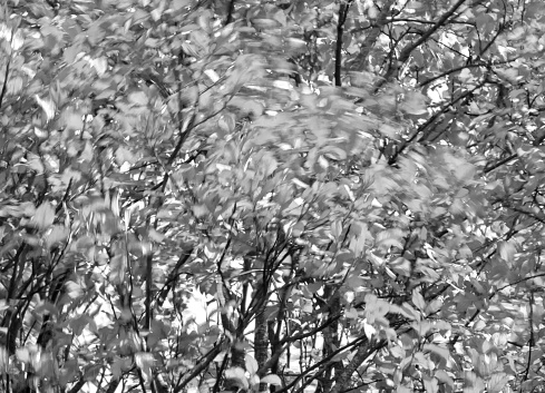 Tree branches on a windy day.