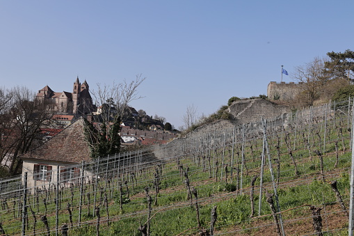 März 22, 2022, Breisach am Rhein: View over the vineyards on the Eckartsberg in Breisach am Rhein