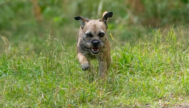 istock Border Terrier in a nature reserve 1434078560