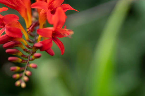 Crocosmia flower macro abstract background