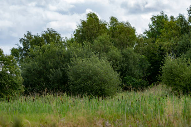 Reedbeds in a nature reserve.