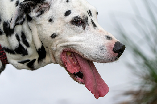Adult Dalmatian dog in hot weather.