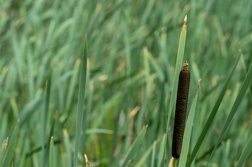 Nature background. Green reeds close-up. Tropical grass grows in the swamp. Flowering reeds.