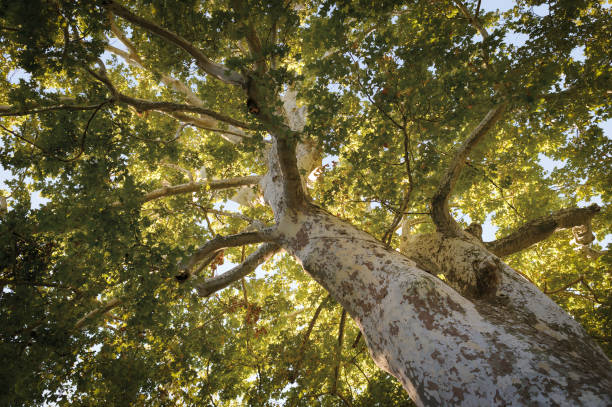 очень старое и высокое древнее дерево платанус - bark tree autumn tree trunk стоковые фото и изображения