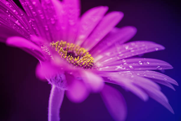 Pink lily flower wet with rain