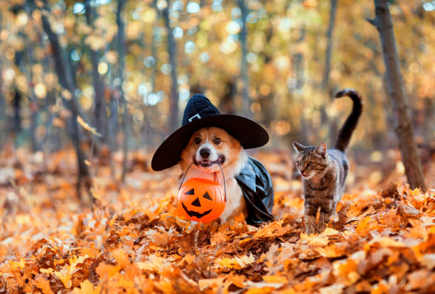 派手な黒い帽子をかぶったかわいいコーギー犬と、ハロウィーン用のカボチャと一緒に秋の公園に座っている縞模様の猫 - color image thanksgiving photography harvest festival ストックフォトと画像