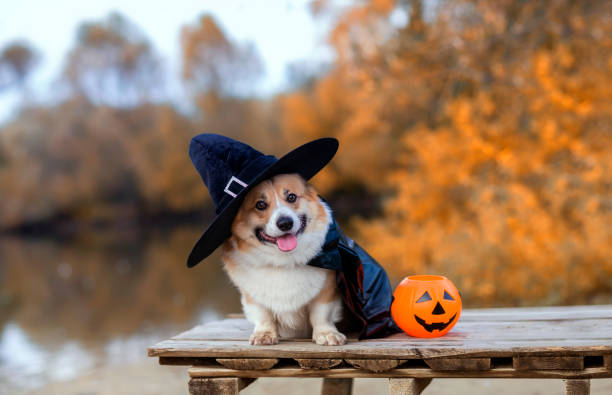 ハロウィーンのポストカードカーニバルの黒い帽子をかぶったコーギー犬がカボチャの隣の秋の公園の橋の上に座っている - color image thanksgiving photography harvest festival ストックフォトと画像