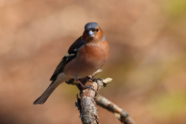 istock Pinson des arbres (Fringilla coelebs) 1434084390