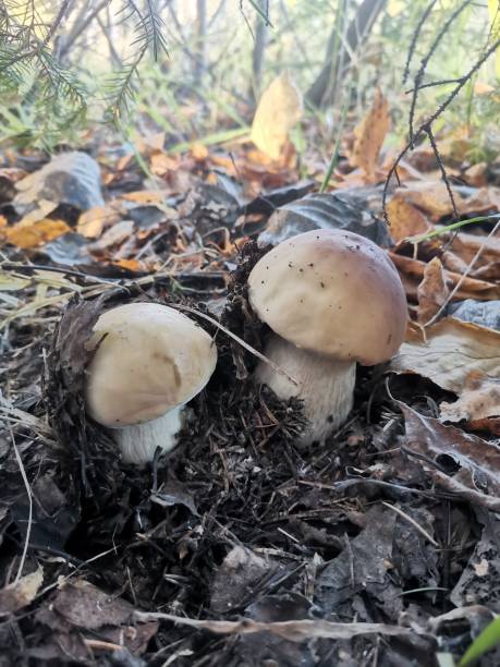 istock Porcini mushrooms in the autumn forest 1434084426