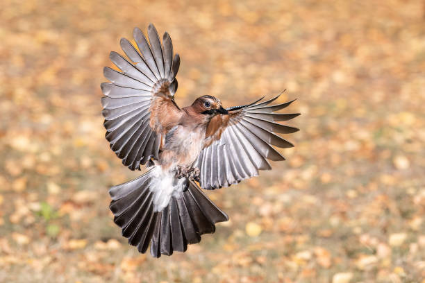 istock Wild bird jay flies with open wings 1434084902
