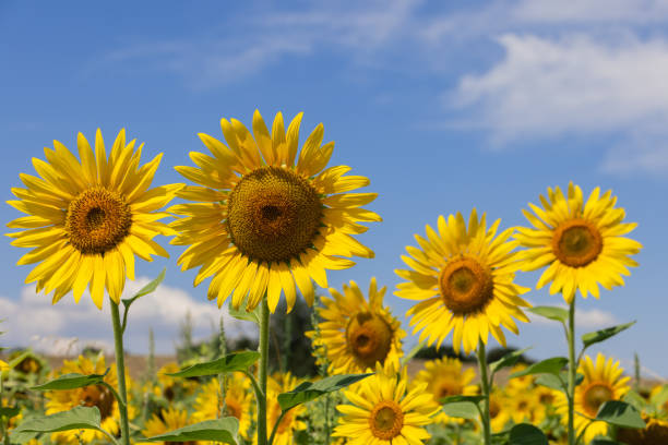 istock Most demonstrative example for botanists: several large sunflower (Helianthus annuus) inflorescences of varying maturity/ripeness, close up against a blue sky. First row in focus 1434085472