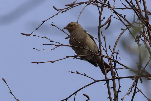 istock Pinson des arbres (Fringilla coelebs) 1434087056