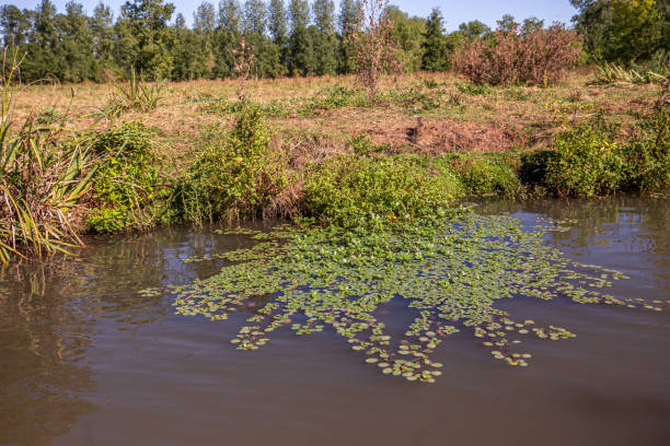 istock Boat trip on an inner canal in the Marais Poitevin 1434089044